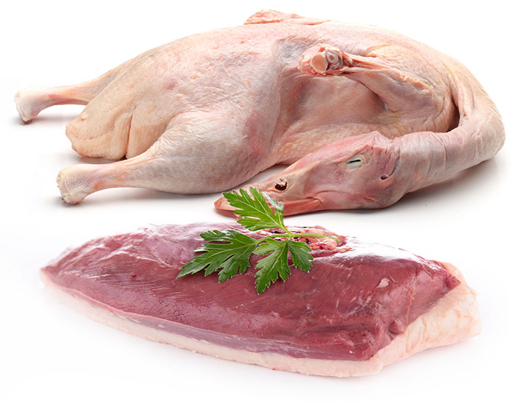 A fatty cutlet of duck with a whole duck with head and neck still attached